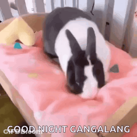Black And White Rabbit Laying On Bed Saying Good Night Gangalang GIF