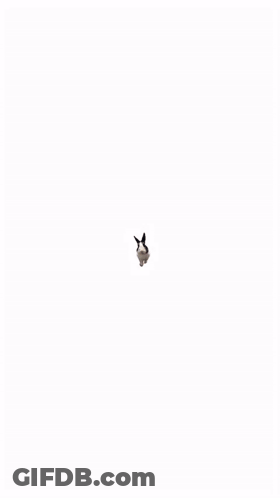 Black And White Rabbit Looking At Camera GIF