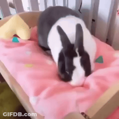 Black And White Rabbit Lying In Crib GIF