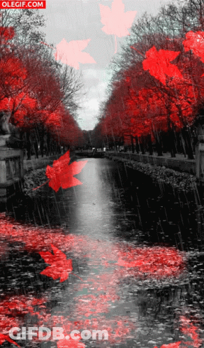 Black And White River With Red Floating Leaves GIF