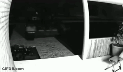 Black And White Room With Potted Plant GIF