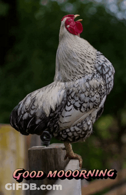 Black And White Rooster Crowing GIF