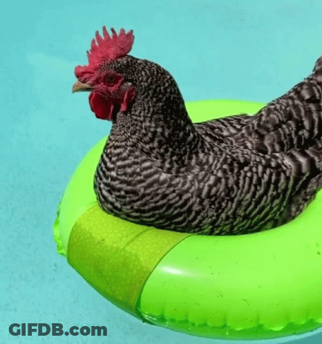 Black And White Rooster On Green Float GIF