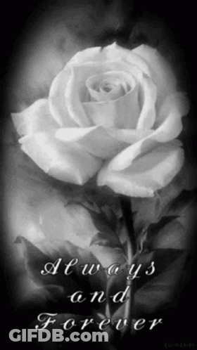 Black And White Rose Always And Forever GIF