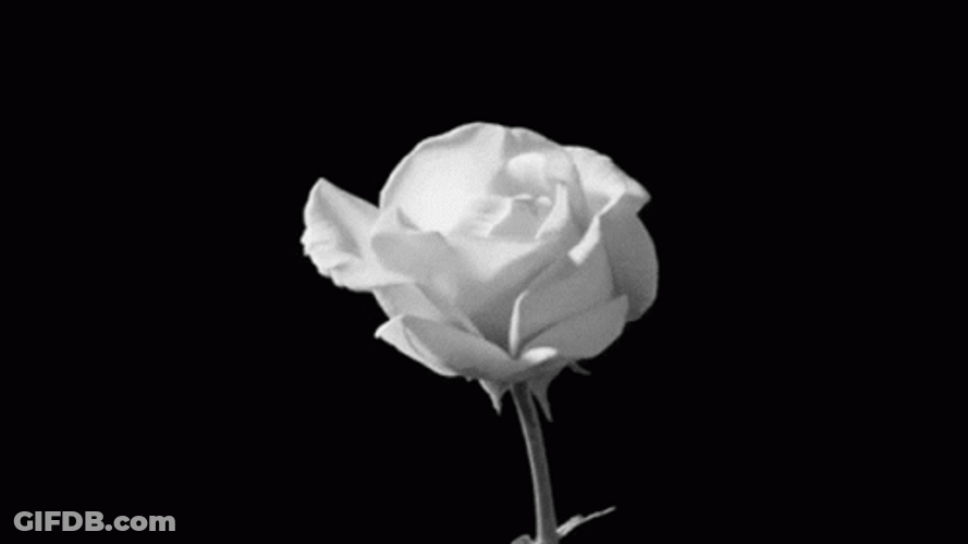 Black And White Rose Bloom GIF