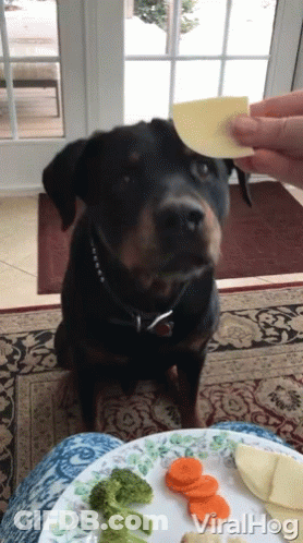 Black And White Rottweiler Puppy Lying On Hind Legs GIF