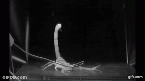 Black And White Scorpion In Tank GIF