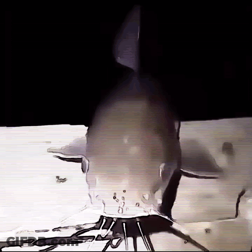 Black And White Shark Saying Shark GIF