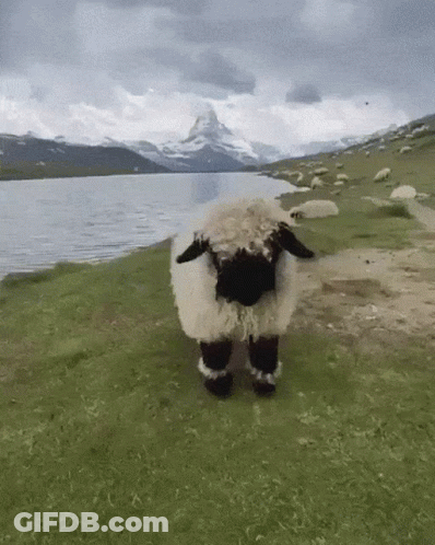 Black And White Sheep In Grassy Field Near Lake GIF