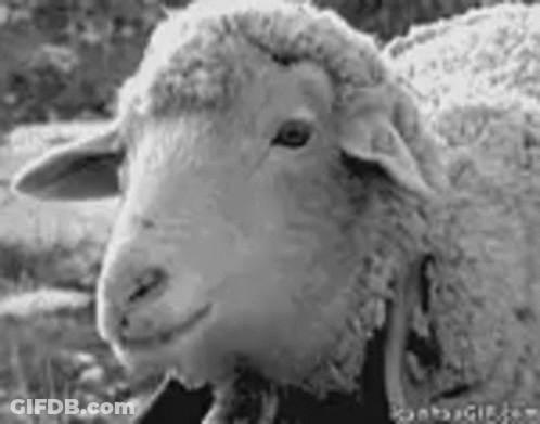 Black And White Sheep Looking At Camera In Field GIF