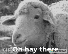 Black And White Sheep Saying Oh Hay There GIF