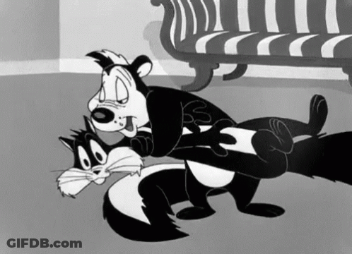 Black And White Skunk And Cat Fighting GIF