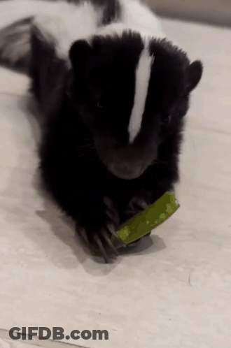 Black And White Skunk Eating Cucumber GIF