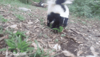 Black And White Skunk On Pile Of Leaves GIF
