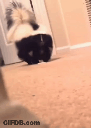 Black And White Skunk Standing GIF