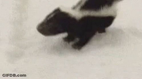 Black And White Skunk Walking Snow GIF
