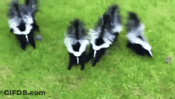 Black And White Skunks Standing GIF