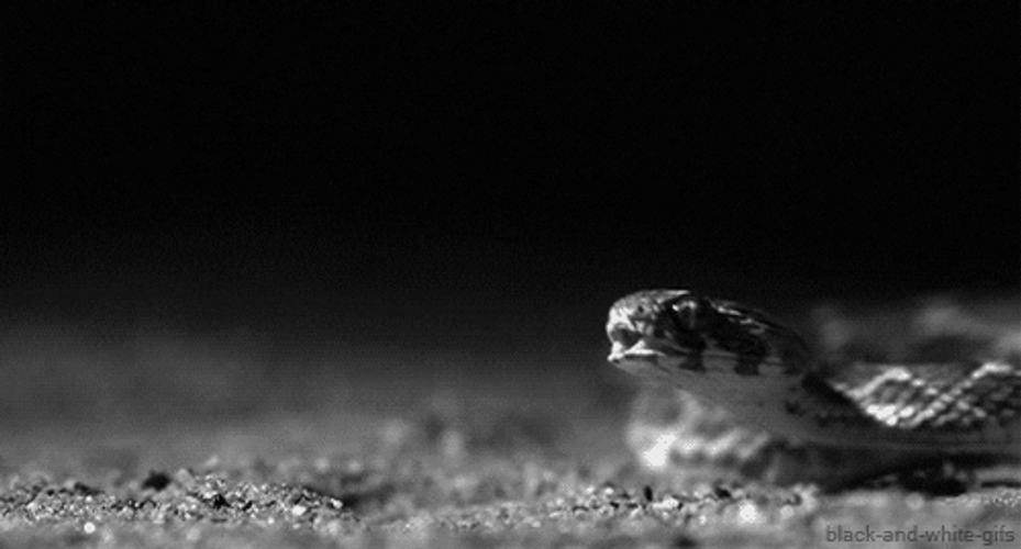 Black And White Snake Attack GIF