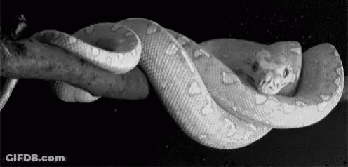 Black And White Snake Curled Up On Branch GIF