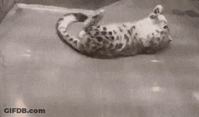 Black And White Snake Swimming GIF
