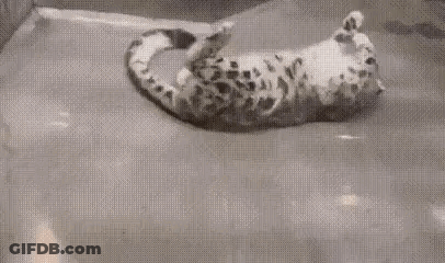 Black And White Snow Leopard Laying In Bathtub GIF
