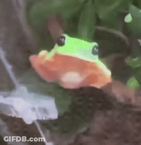 Black And White Soccer Ball With Green Shield GIF