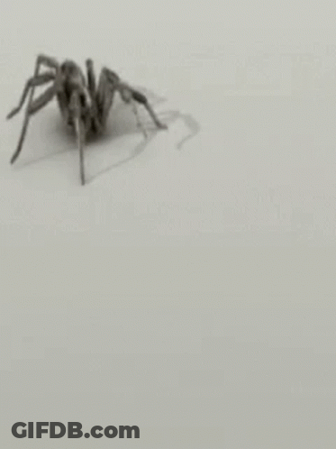 Black And White Spider Crawling GIF
