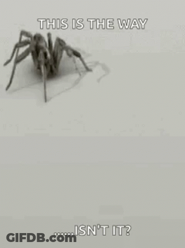 Black And White Spider This Is The Way Isn't It GIF
