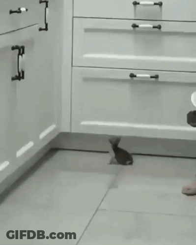 Black And White Squirrel Sitting In Kitchen GIF