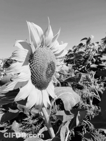 Black And White Sunflower With Blue Sky GIF
