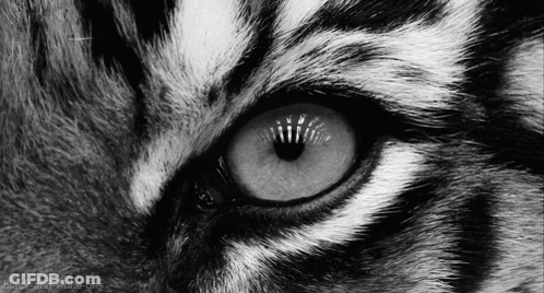 Black And White Tiger Eye GIF