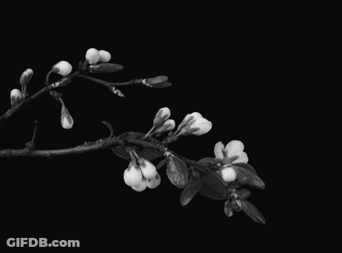 Black And White Tree Branch With Flowers GIF