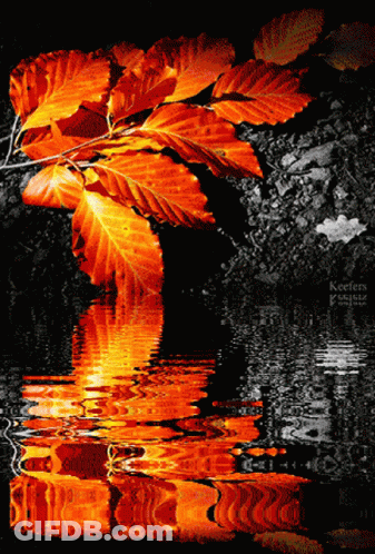 Black And White Tree With Red Leaves Reflected In Water GIF