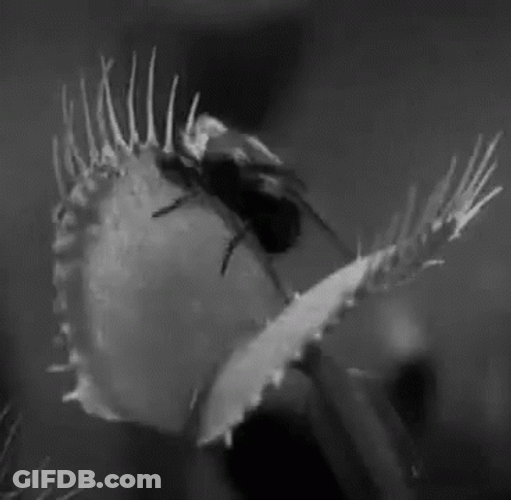 Black And White Venus Fly Trap Eating A Fly GIF