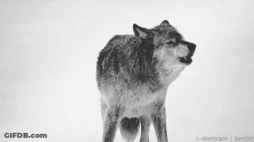 Black And White Wolf In Snow GIF