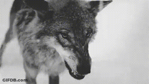 Black And White Wolf In Snow GIF