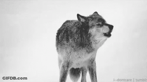 Black And White Wolf In Snow GIF