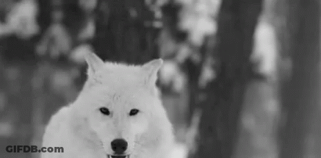 Black And White Wolf Looking At Camera GIF