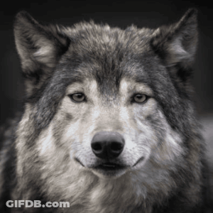 Black And White Wolf Looking At Camera GIF
