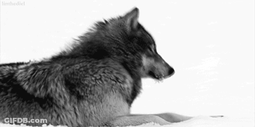 Black And White Wolf Lying In Snow GIF