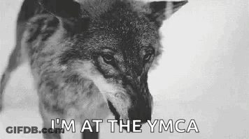 Black And White Wolf Saying I'm At The YMCA GIF