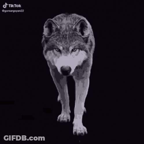 Black And White Wolf Standing In Dark GIF