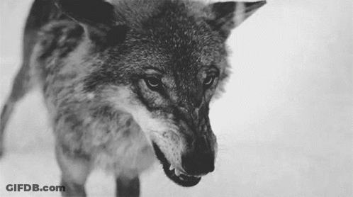 Black And White Wolf With Mouth Open And Teeth Visible GIF