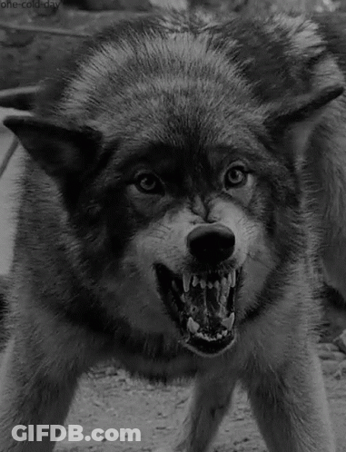 Black And White Wolf With Open Mouth GIF