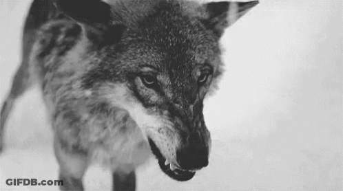 Black And White Wolf With Open Mouth GIF