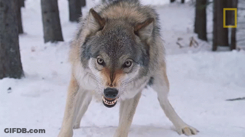 Black And White Wolf With Open Mouth GIF