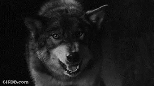 Black And White Wolf With Open Mouth GIF