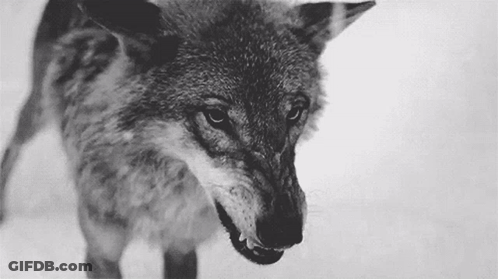 Black And White Wolf With Open Mouth GIF