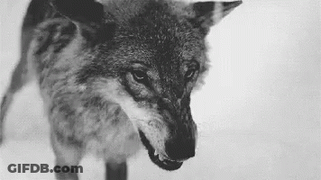 Black And White Wolf With Open Mouth GIF