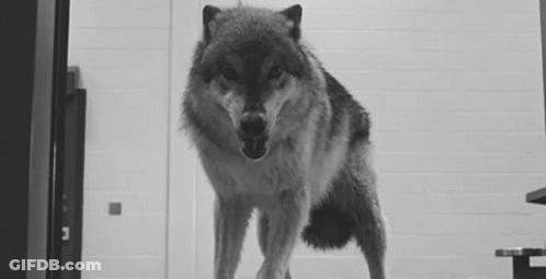 Black And White Wolf With Open Mouth GIF